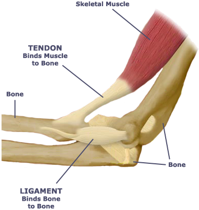 tendon_ligament_diagram