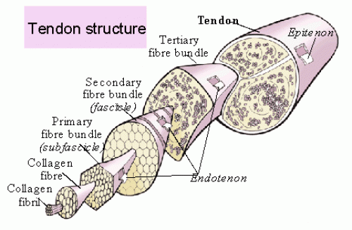 肌腱组织学结构